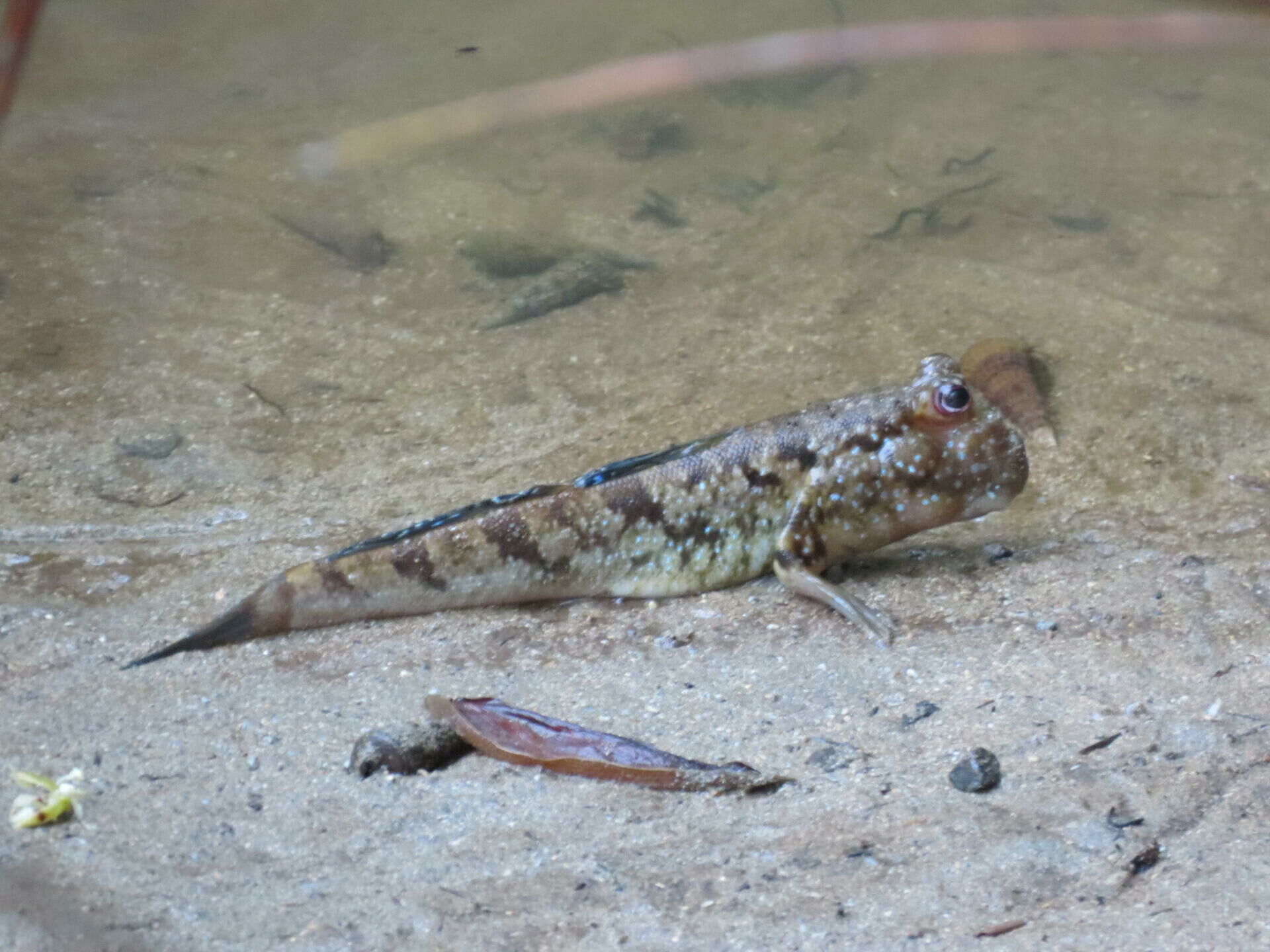 Imagem do Mudskipper